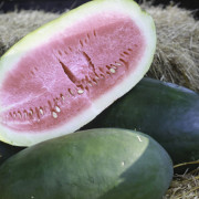 Buy A Genuine Bradford Watermelon