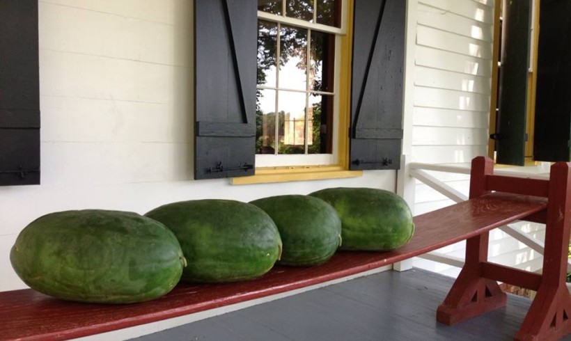 Watermelons in the Shade