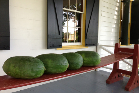 NPR: Saving the Sweetest Watermelon